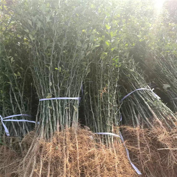重慶馬甲子苗基地