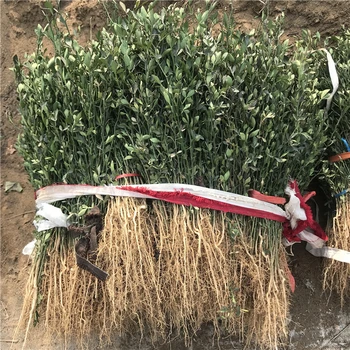 浙江鐵籬笆樹苗哪里有賣