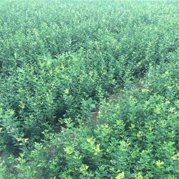 河北枳殼樹苗價格