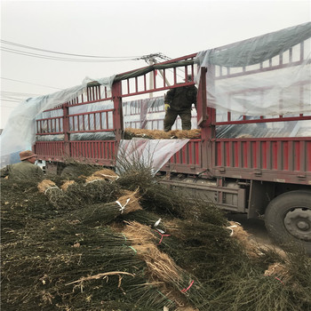 江蘇鐵籬笆苗批發(fā)