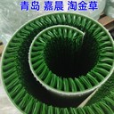 淘金草坪粘金草撈金草沾金毯淘金毯沾金草