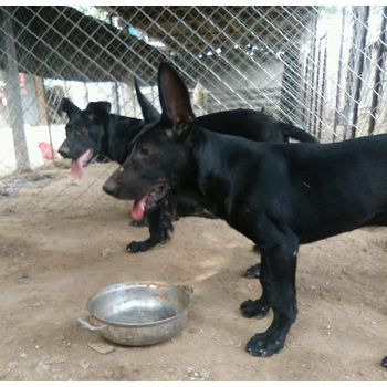 云南大理哪里出售黑狼犬包純種