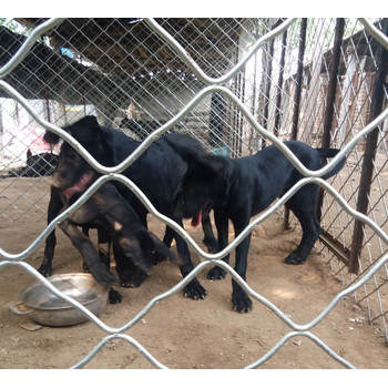 黑龍江牡丹江出售黑狼犬包健康