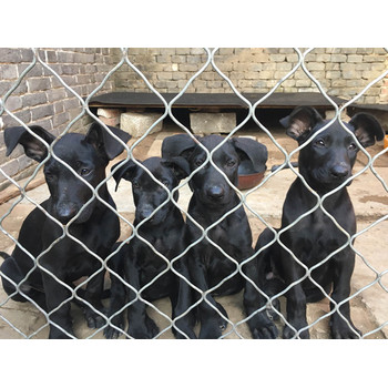江蘇南通哪里出售黑狼犬黑狼價(jià)格