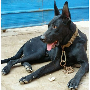 廣東珠海黑狼幼犬包運輸
