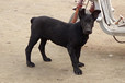 青海海東地區(qū)柴犬養(yǎng)殖柴犬價(jià)格