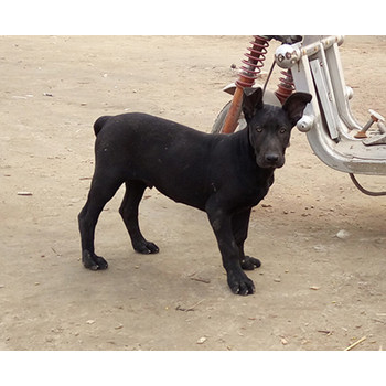 廣東珠海黑狼幼犬包運輸