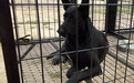 福建泉州本地黑狼犬舍正規(guī)犬舍
