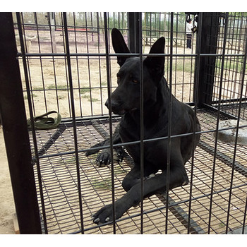 四川樂山出售黑狼犬包純種