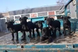 河南駐馬店出售黑狼犬黑狼價(jià)格