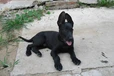 吉林吉林出售黑狼犬正規(guī)犬舍
