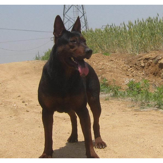 廣東汕頭本地黑狼犬舍送貨上門(mén)