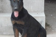 浙江舟山本地黑狼犬舍黑狼價(jià)格