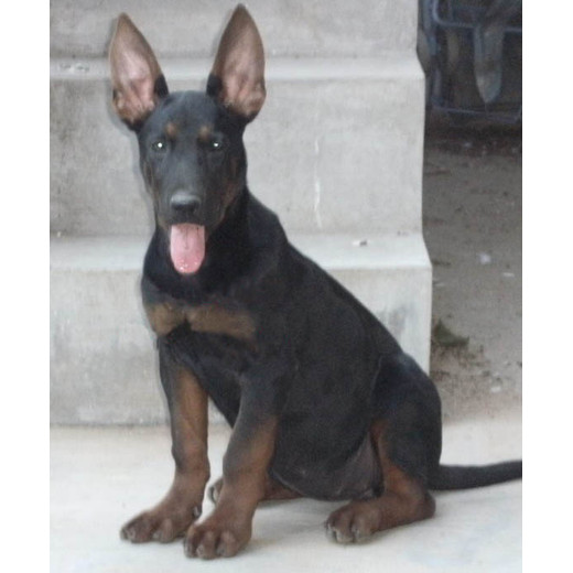 湖南婁底黑狼出售正規(guī)犬舍