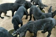 安徽蕪湖出售黑狼犬包健康