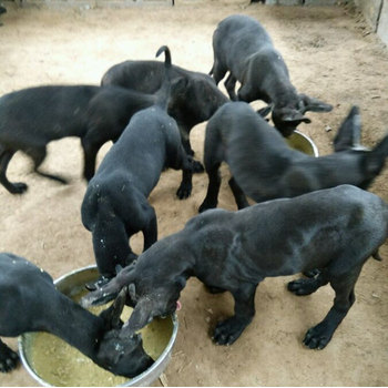 貴州貴陽黑狼幼犬多少錢一一只