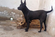 內(nèi)蒙古興安本地黑狼犬舍包純種