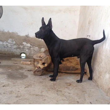 日照市出售黑狼犬送貨上門