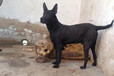 河南安陽(yáng)本地黑狼犬舍送貨上門