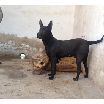 日照市出售黑狼犬送貨上門