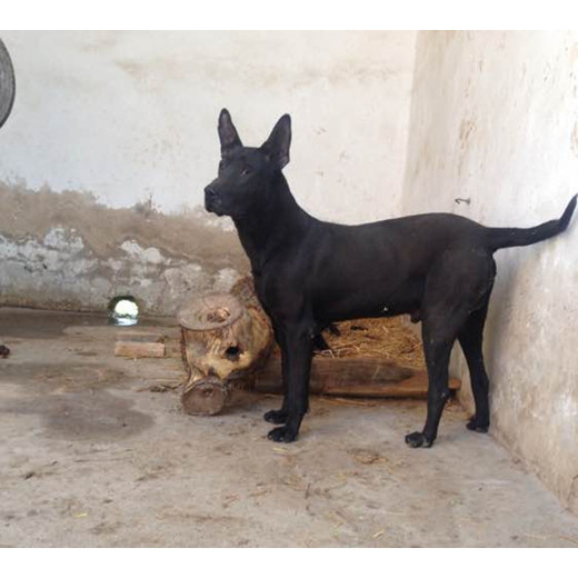 河南安陽本地黑狼犬舍送貨上門