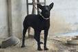 北京本地黑狼犬舍多少錢一一只