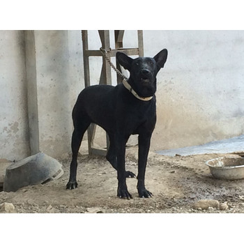 湖南長沙黑狼幼犬送貨上門