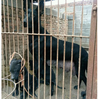 四川甘孜黑狼幼犬包健康