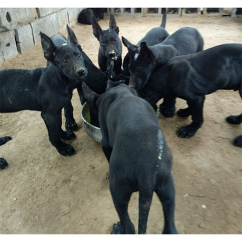 廣東潮州出售黑狼犬多少錢一一只