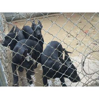 四川甘孜黑狼幼犬包健康
