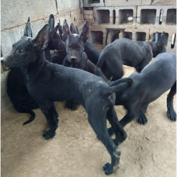四川甘孜黑狼幼犬包健康