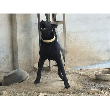 山西運城本地黑狼犬舍正規(guī)犬舍