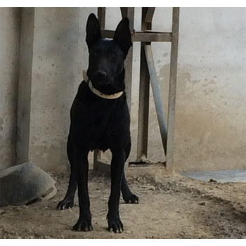 河南安陽黑狼幼犬多少錢一一只