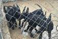 內蒙古烏海出售黑狼犬多少錢一一只