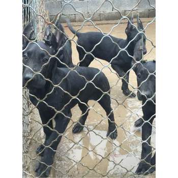 江蘇淮安本地黑狼犬舍包運(yùn)輸