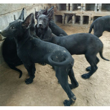 山東青島黑狼幼犬送貨上門