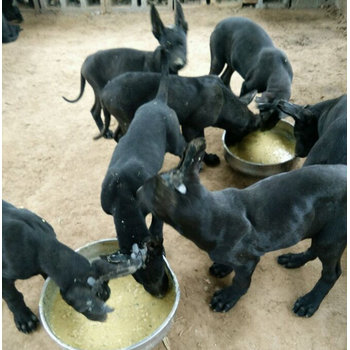 河南信陽黑狼幼犬包純種