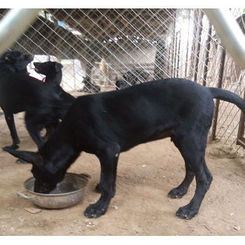 河南信陽黑狼幼犬包純種