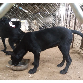 永州市黑狼幼犬正規犬舍