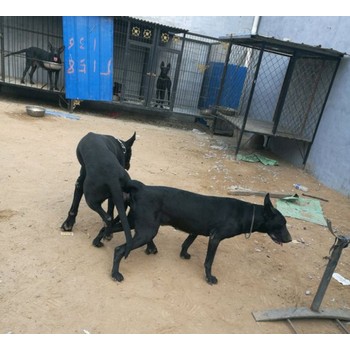 河南信陽黑狼幼犬包純種