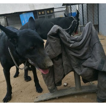 河南信陽黑狼幼犬包純種