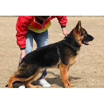 云南麗江德牧養(yǎng)殖場(chǎng)防疫