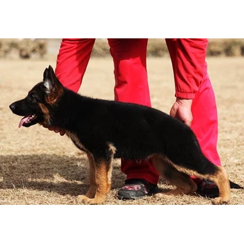 云南麗江德牧養(yǎng)殖場防疫