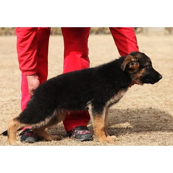 河北唐山哪里賣德牧防疫