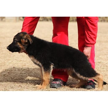 河北唐山哪里賣德牧防疫