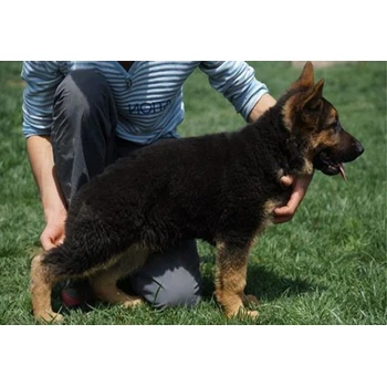 河北唐山哪里賣德牧防疫