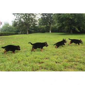 河北唐山哪里賣德牧防疫