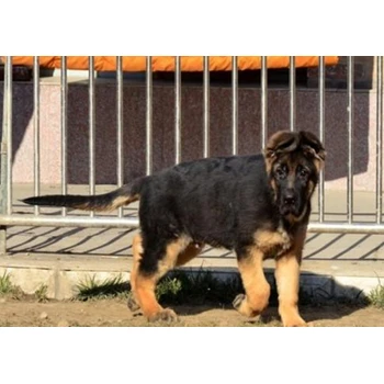 四川阿壩哪里賣德牧全國可發(fā)