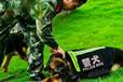 黃岡市德牧養(yǎng)殖基地兩百起