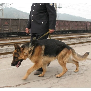 江西贛州哪里賣德牧防疫